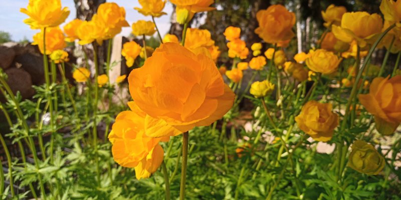 Trollius × cultorum 'Earliest of All' Tarhakullero